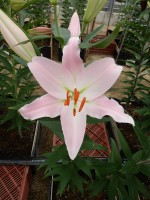 [5337 Oder Mak No02.JPG]